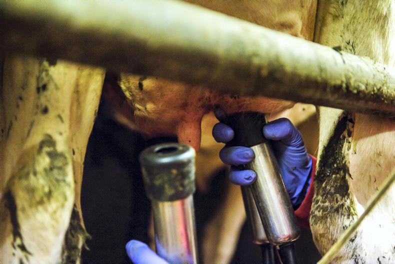 Agri jobs: dairy farm workers in high demand Agri jobs: dairy farm workers in high demand