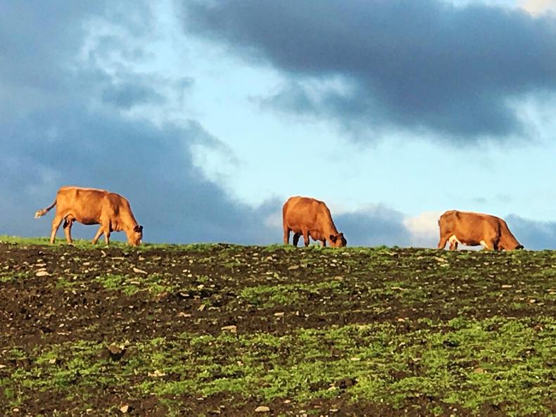 Opportunities for farming in Government's new programme Opportunities for farming in Government's new programme