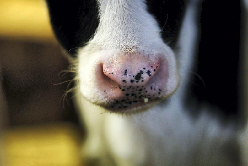 Agri jobs: dairy workers in demand Agri jobs: dairy workers in demand