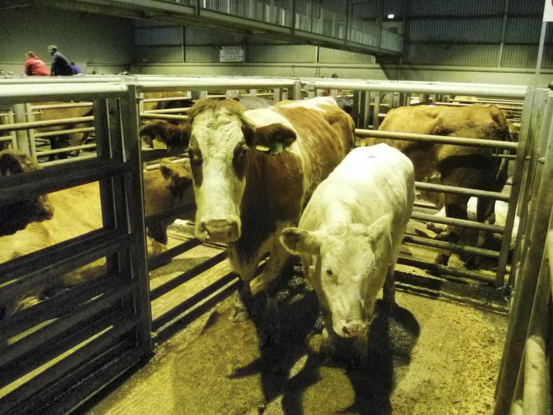 Sucklers sell for up to £4,300 at Markethill Sucklers sell for up to £4,300 at Markethill