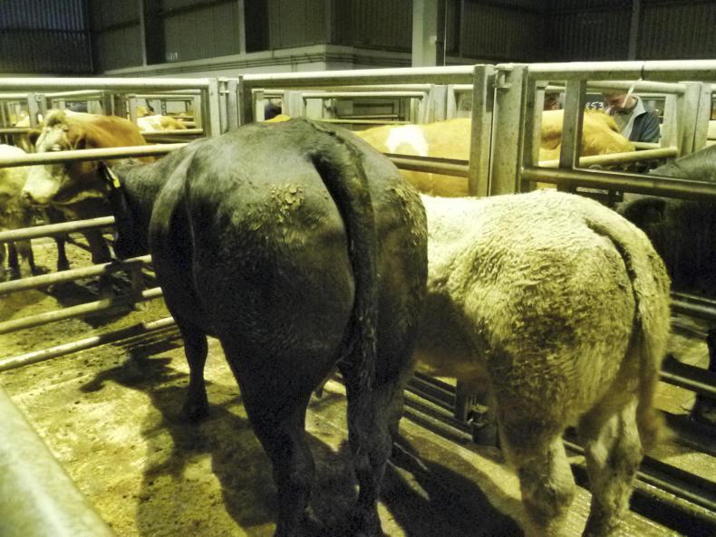 Sucklers sell for up to £4,300 at Markethill Sucklers sell for up to £4,300 at Markethill