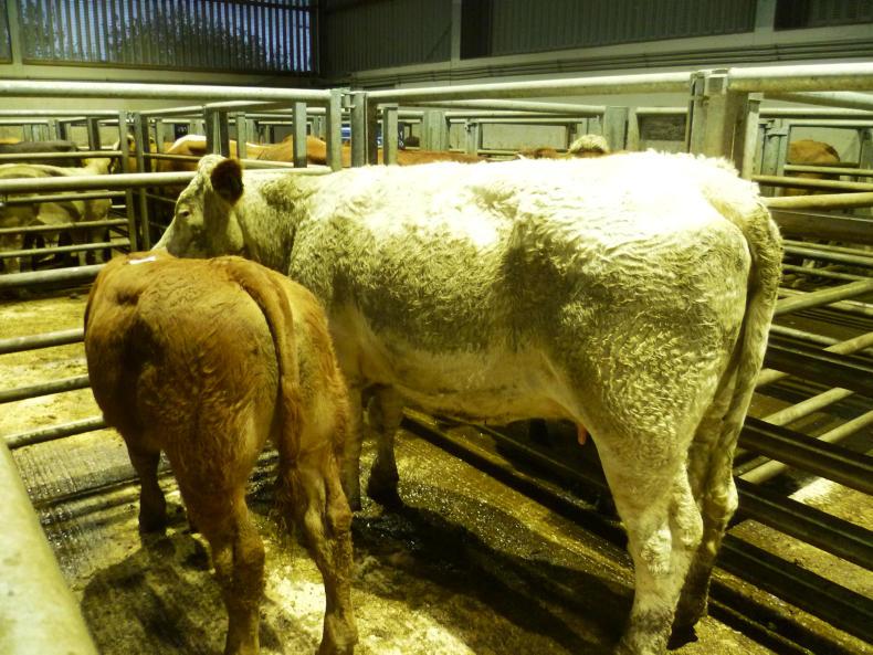 Sucklers sell for up to £4,300 at Markethill Sucklers sell for up to £4,300 at Markethill