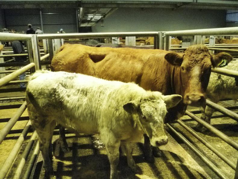 Sucklers sell for up to £4,300 at Markethill Sucklers sell for up to £4,300 at Markethill