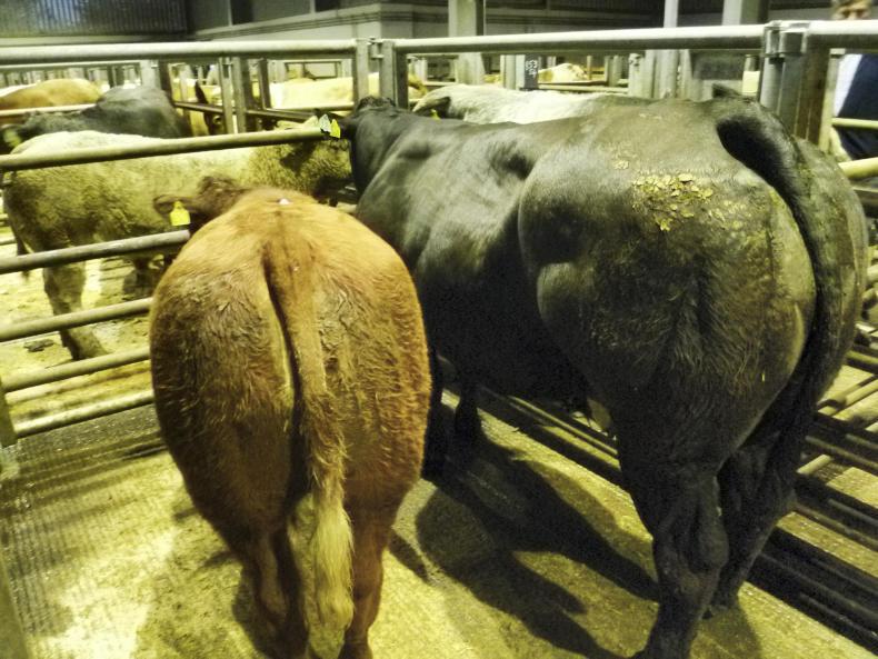 Sucklers sell for up to £4,300 at Markethill Sucklers sell for up to £4,300 at Markethill