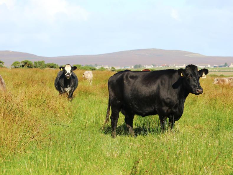 Farm Profit Programme: One eye on harvest and one eye on winter in Caithness Farm Profit Programme: One eye on harvest and one eye on winter in Caithness