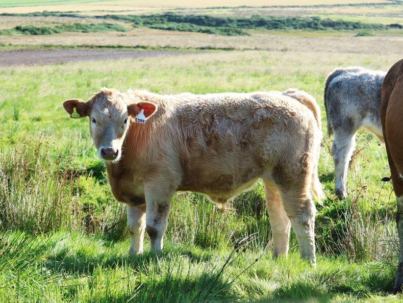 Farm Profit Programme: One eye on harvest and one eye on winter in Caithness Farm Profit Programme: One eye on harvest and one eye on winter in Caithness