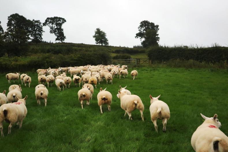 The Ettrick Texel flock and talking all things Texel The Ettrick Texel flock and talking all things Texel