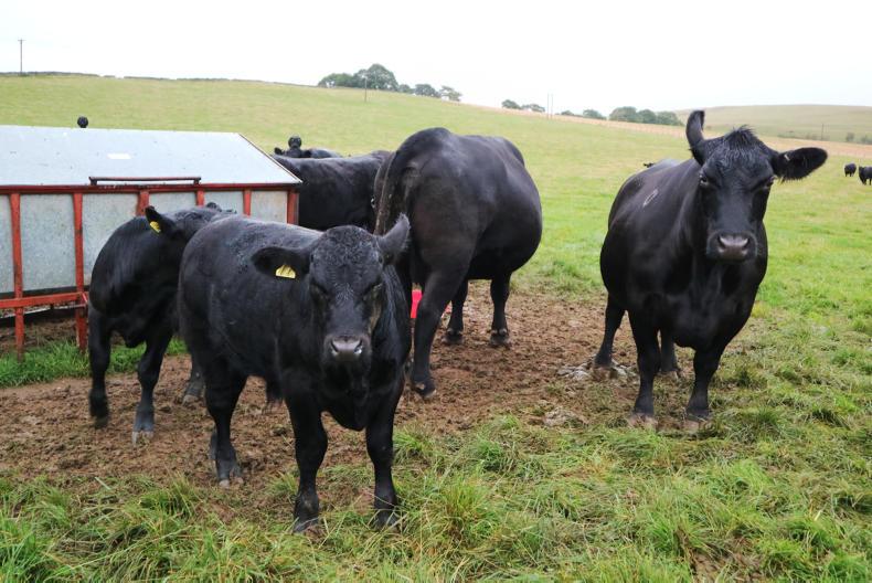 The Ettrick Texel flock and talking all things Texel The Ettrick Texel flock and talking all things Texel