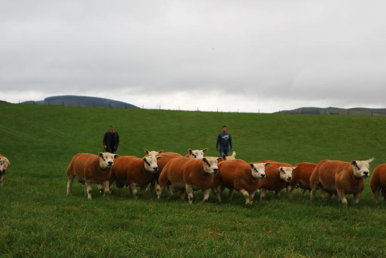 The Ettrick Texel flock and talking all things Texel The Ettrick Texel flock and talking all things Texel