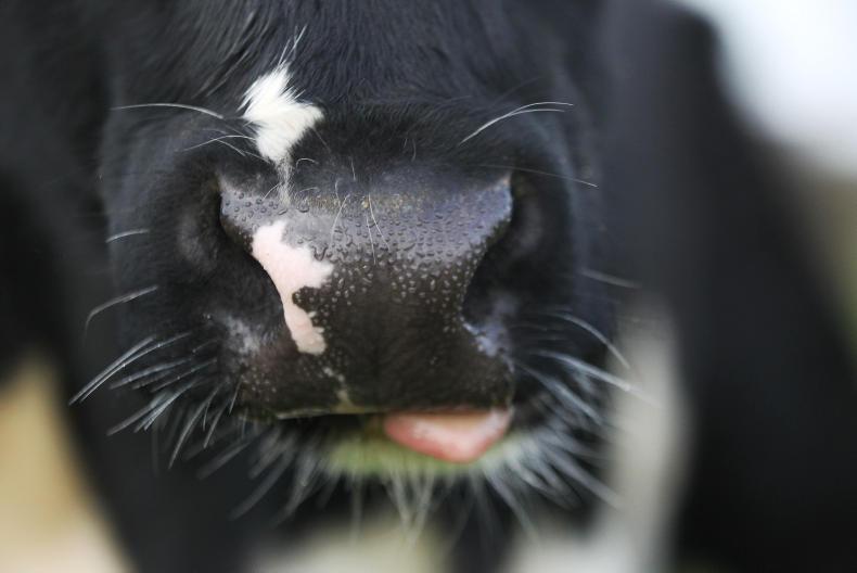 Farmer Writes: ploughing hangover and slow grass Farmer Writes: ploughing hangover and slow grass