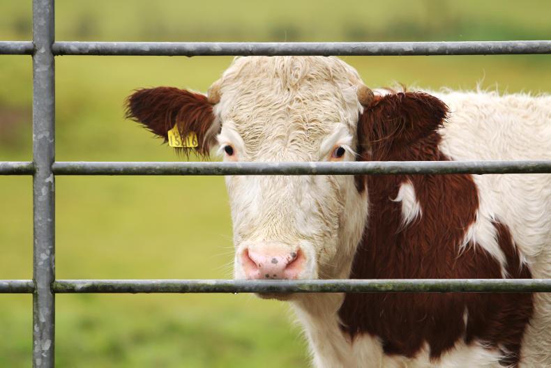 Stomach worms caused 50 calves to lose thrive at grass Stomach worms caused 50 calves to lose thrive at grass