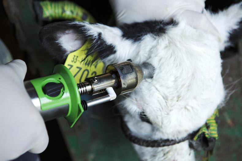 Tips For Dehorning Autumn Calves Premium