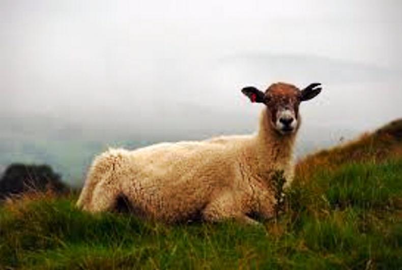 Copper deficiency: poor thrive, reduced milk yields and fertility issues. Copper deficiency: poor thrive, reduced milk yields and fertility issues.