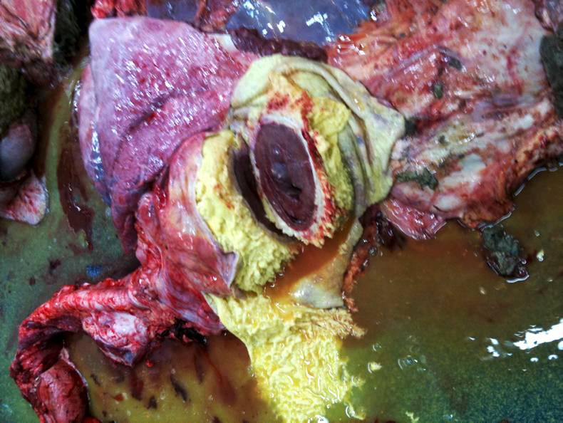 Hardwire disease: caused by the ingestion of a piece of wire in cattle Hardwire disease: caused by the ingestion of a piece of wire in cattle