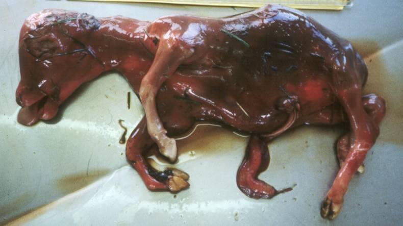 Leptospirosis: affects the reproductive systems in suckler and dairy cows Leptospirosis: affects the reproductive systems in suckler and dairy cows