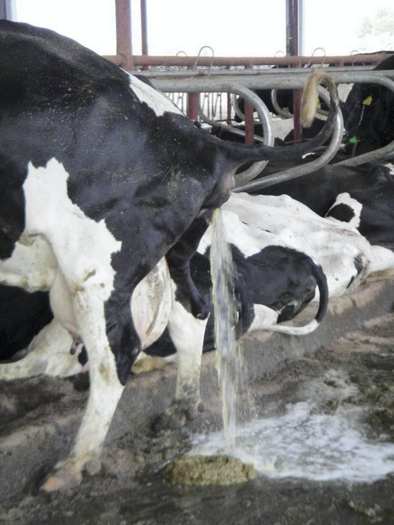 Leptospirosis: affects the reproductive systems in suckler and dairy cows Leptospirosis: affects the reproductive systems in suckler and dairy cows
