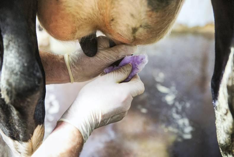 Summer mastitis: caused from flies spreading bacteria in the warmer months Summer mastitis: caused from flies spreading bacteria in the warmer months