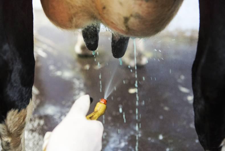 Summer mastitis: caused from flies spreading bacteria in the warmer months Summer mastitis: caused from flies spreading bacteria in the warmer months