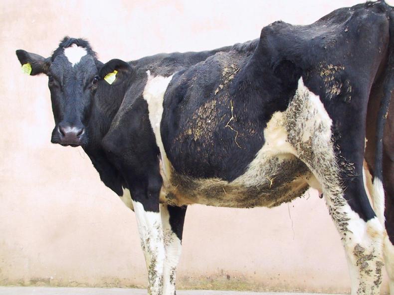 Liver fluke in cattle: caused from ingesting snails infected with the parasite Liver fluke in cattle: caused from ingesting snails infected with the parasite