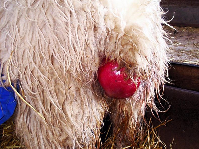 Vaginal prolapse of ewes: silage considered the most significant risk factor Vaginal prolapse of ewes: silage considered the most significant risk factor