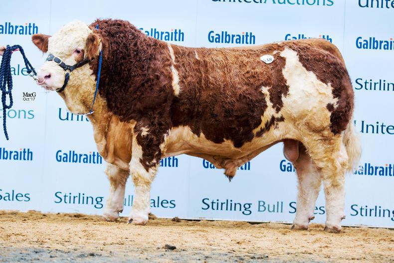 Stirling sale-topper heads to Ireland Stirling sale-topper heads to Ireland