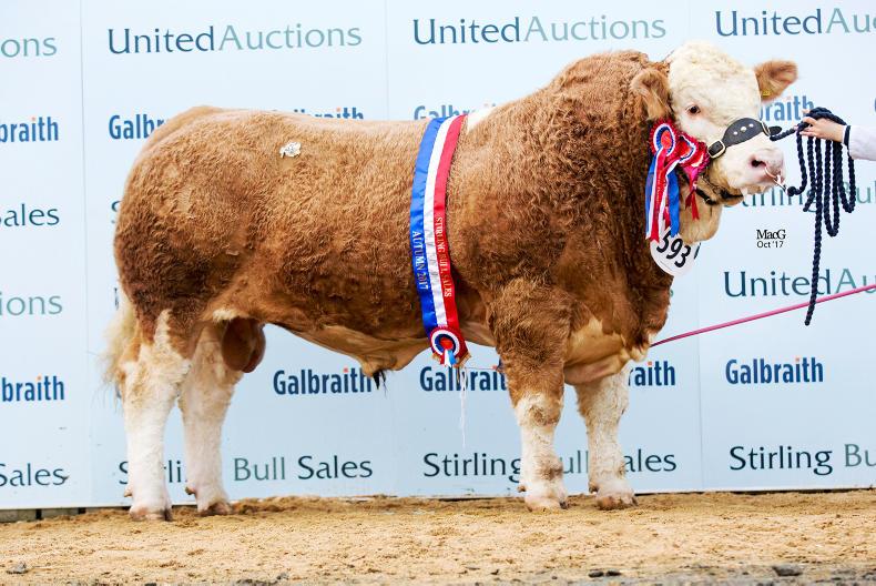 Stirling sale-topper heads to Ireland Stirling sale-topper heads to Ireland