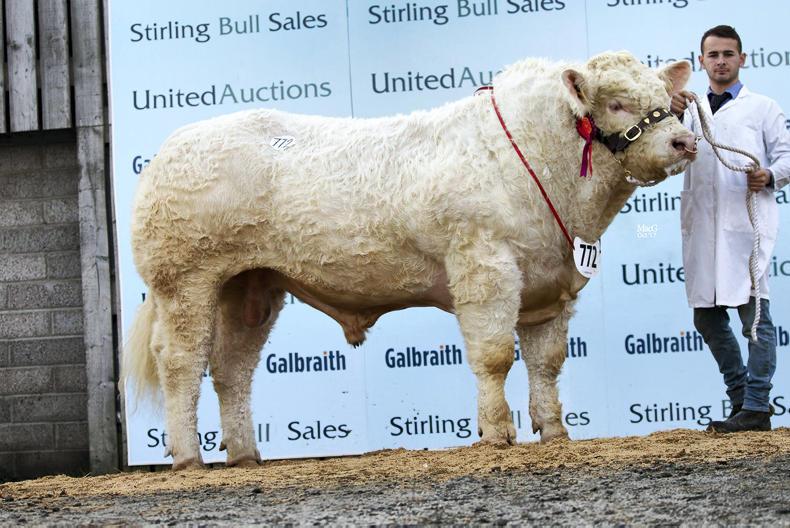 Stirling sale-topper heads to Ireland Stirling sale-topper heads to Ireland