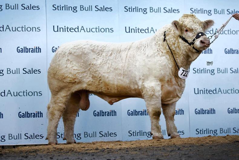 Stirling sale-topper heads to Ireland Stirling sale-topper heads to Ireland