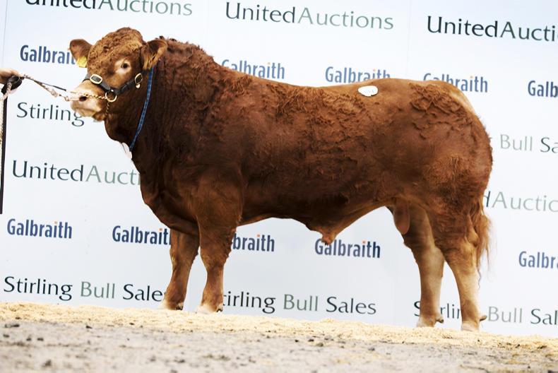 Stirling sale-topper heads to Ireland Stirling sale-topper heads to Ireland