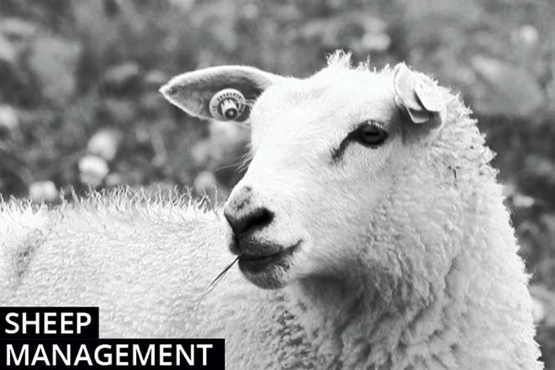 Sheep management notes sheep welfare scheme Premium