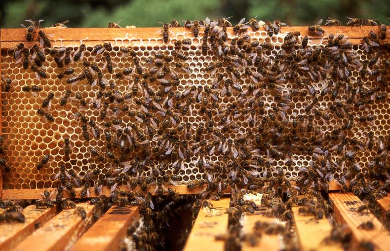 Beekeeping: Perfecting your craft Beekeeping: Perfecting your craft