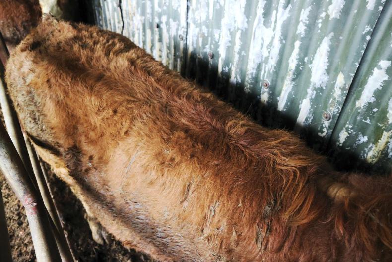 How To Clip The Backs Of Cattle 15 November 2017 Premium