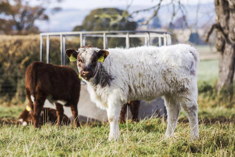 Navigating the Irish Sea and an entry into pedigree breeding Navigating the Irish Sea and an entry into pedigree breeding
