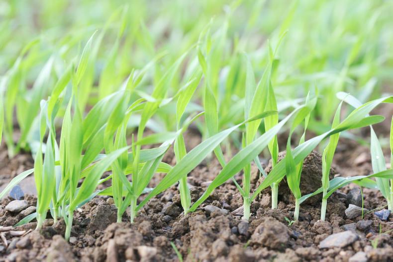 Increased plantings drive strong start to Origin’s year Increased plantings drive strong start to Origin’s year