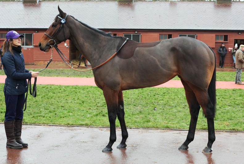 2017 bloodstock and racing review: 'Less is more nowadays' 2017 bloodstock and racing review: 'Less is more nowadays'