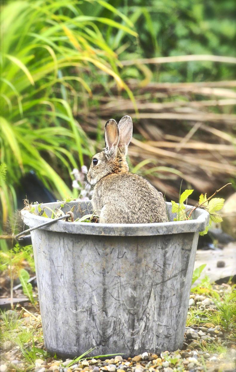 Picture-perfect snapshots of country living Picture-perfect snapshots of country living