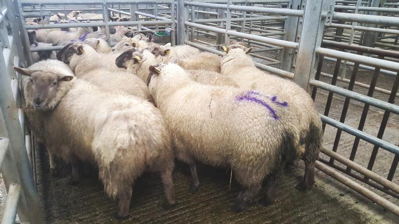 NI processors committed to sheep sector NI processors committed to sheep sector