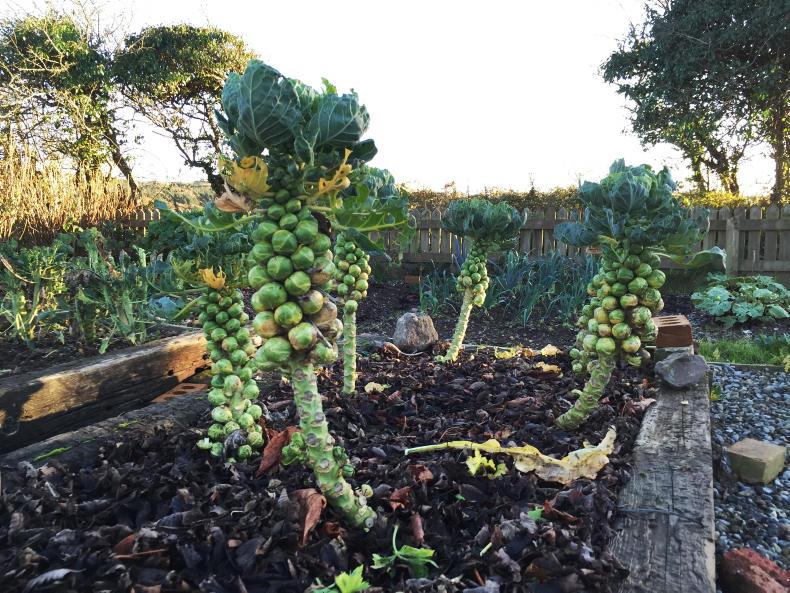 GIY: Sparing a thought for the sprouts GIY: Sparing a thought for the sprouts