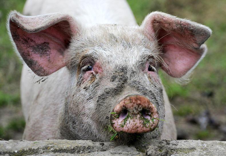 DON'T MISS your FREE 2018 calendar inside this week's Irish Farmers Journal DON'T MISS your FREE 2018 calendar inside this week's Irish Farmers Journal