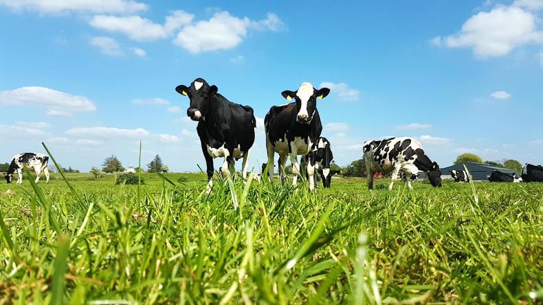 DON'T MISS your FREE 2018 calendar inside this week's Irish Farmers Journal DON'T MISS your FREE 2018 calendar inside this week's Irish Farmers Journal