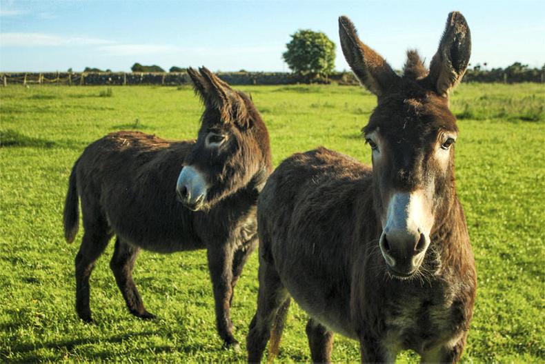 DON'T MISS your FREE 2018 calendar inside this week's Irish Farmers Journal DON'T MISS your FREE 2018 calendar inside this week's Irish Farmers Journal
