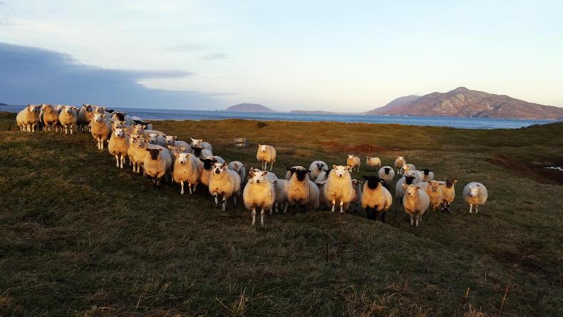 DON'T MISS your FREE 2018 calendar inside this week's Irish Farmers Journal DON'T MISS your FREE 2018 calendar inside this week's Irish Farmers Journal