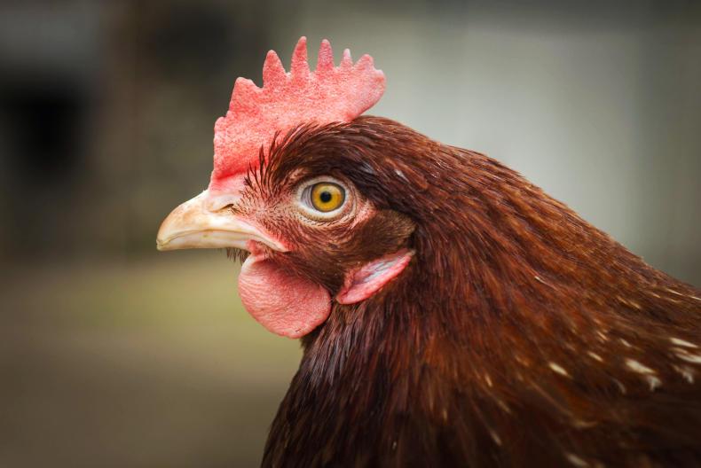 DON'T MISS your FREE 2018 calendar inside this week's Irish Farmers Journal DON'T MISS your FREE 2018 calendar inside this week's Irish Farmers Journal