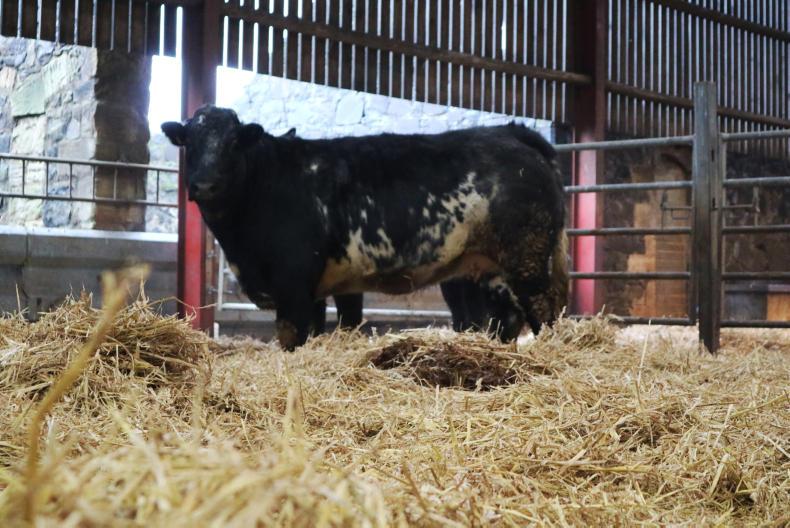 The flying heifer herd - making cashflow key The flying heifer herd - making cashflow key