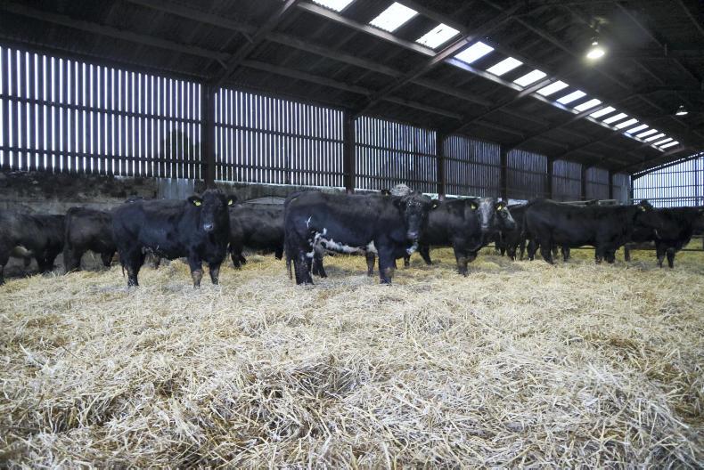 The flying heifer herd - making cashflow key The flying heifer herd - making cashflow key