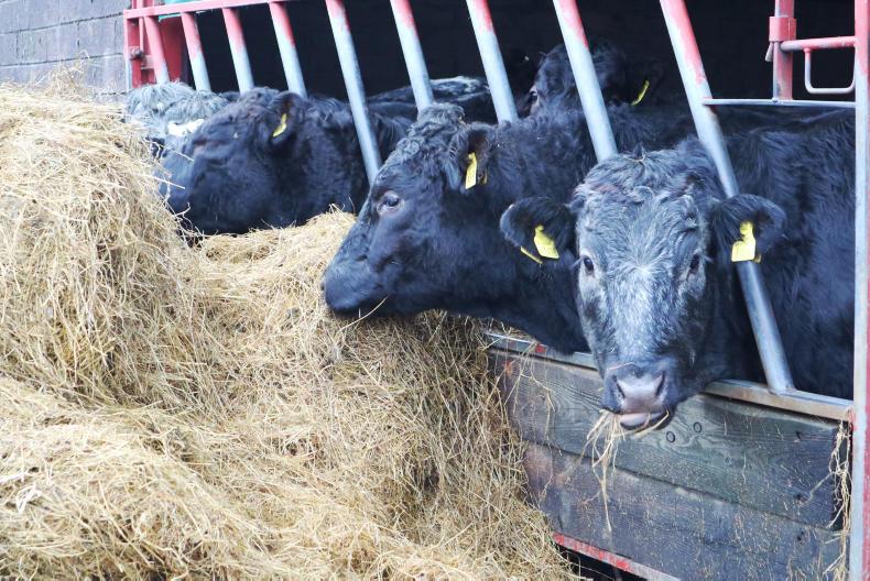 The flying heifer herd - making cashflow key The flying heifer herd - making cashflow key
