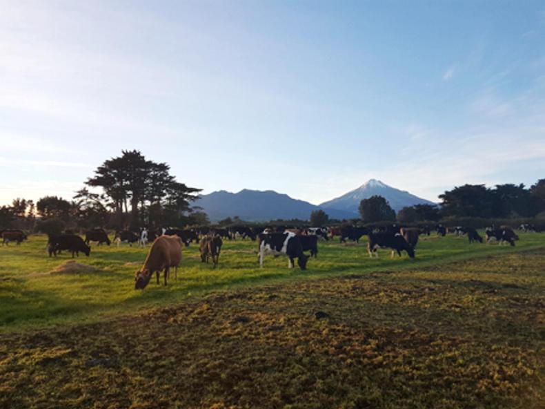 Farmer Writes: drying off cows to cope with drought
Farmer Writes: drying off cows to cope with drought