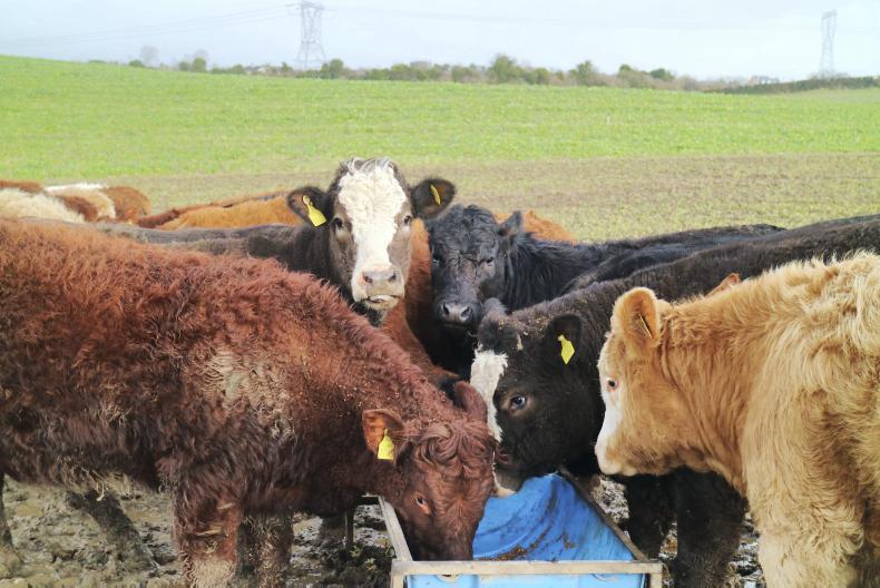 Calving 2018 kicks off in Louth Calving 2018 kicks off in Louth