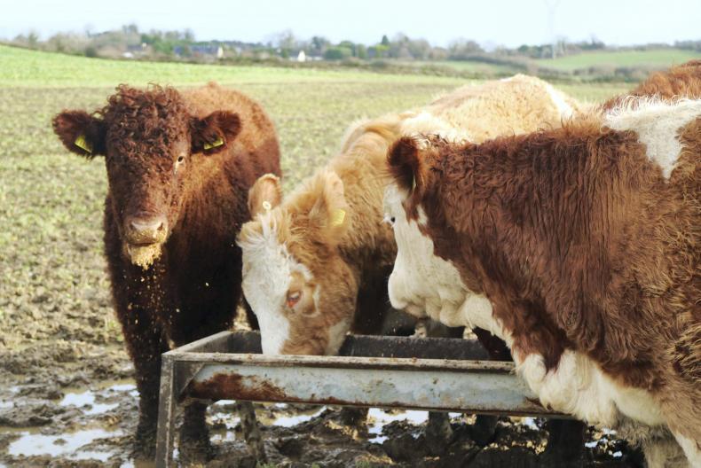 Calving 2018 kicks off in Louth Calving 2018 kicks off in Louth
