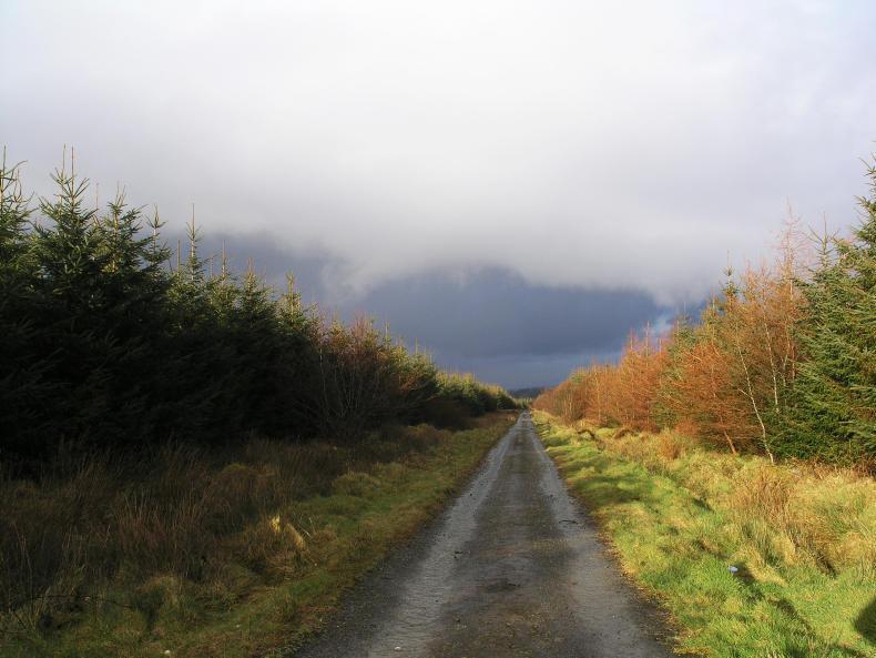 Listen: 'We’ve had enough of forestry around our area' Listen: 'We’ve had enough of forestry around our area'
